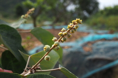 Mallotus apelta