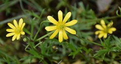 Ranunculus glabrifolius