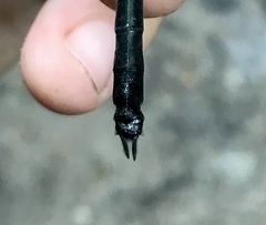 Somatochlora graeseri