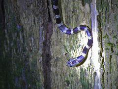 Lycodon subannulatus