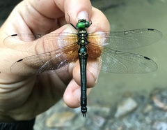 Somatochlora graeseri