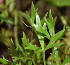 Ranunculus glabrifolius