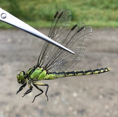 Ophiogomphus obscurus