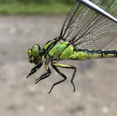 Ophiogomphus obscurus
