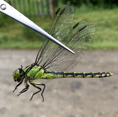 Ophiogomphus obscurus