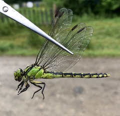 Ophiogomphus obscurus