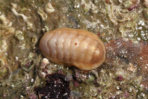 Representative image of Leptochiton algesirensis