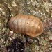 Leptochiton algesirensis - Photo (c) claudio_marques, some rights reserved (CC BY-NC), uploaded by claudio_marques