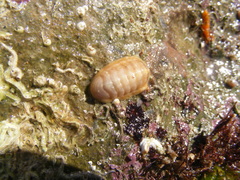 Leptochiton algesirensis