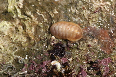 Leptochiton algesirensis