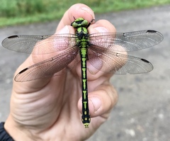 Ophiogomphus obscurus