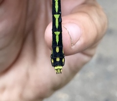 Ophiogomphus obscurus