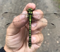 Ophiogomphus obscurus