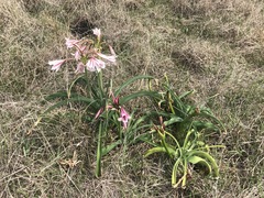 Crinum bulbispermum