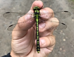 Ophiogomphus obscurus