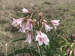 Crinum bulbispermum