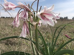 Crinum bulbispermum