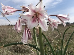 Crinum bulbispermum