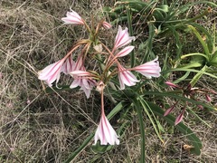 Crinum bulbispermum