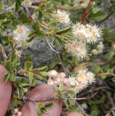 Holodiscus discolor microphyllus