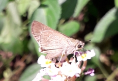 Hesperiinae
