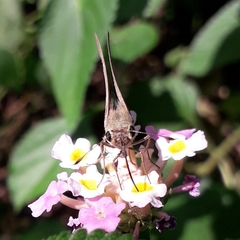 Hesperiinae