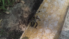 Pachylis acutangulus