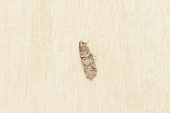 Acrobasis romanella