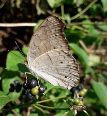 Junonia atlites