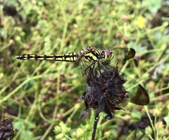 Sympetrum risi risi