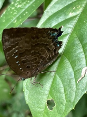 Arhopala centaurus nakula