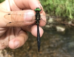 Somatochlora graeseri