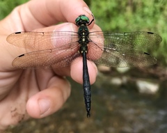 Somatochlora graeseri