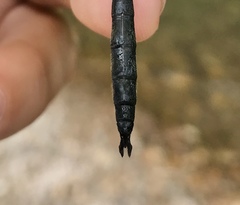 Somatochlora graeseri