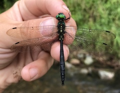 Somatochlora graeseri