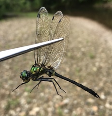 Somatochlora graeseri