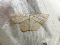 Scopula inductata