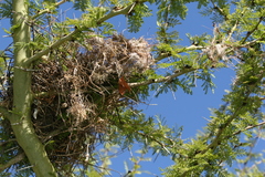 Passer melanurus melanurus