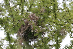 Passer melanurus melanurus