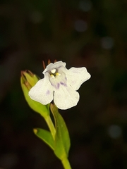 Lindernia parviflora