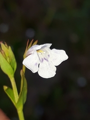Lindernia parviflora
