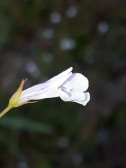 Lindernia parviflora