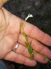 Lindernia parviflora