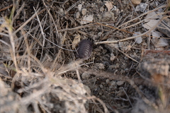 Porcellio obsoletus