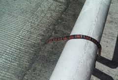 Pliocercus elapoides