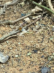 Eooxylides tharis distanti