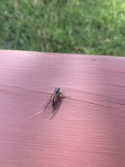 Yoyetta landsboroughi