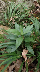 Goodyera procera