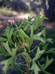 Isopogon dubius