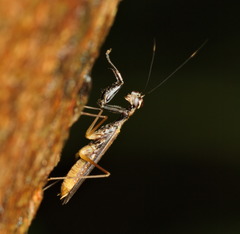 Spilomantis occipitalis